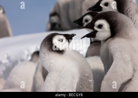2 cute funny baby moelleux Manchots empereurs parler close-up, la neige fond, ciel bleu Antarctique Banque D'Images
