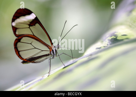 Aile de papillon en verre (Greta oto), Papillon d'Amérique du Sud Banque D'Images