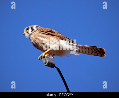 Un prédateur américain de Kestrel (Falco sparverius) perché sur une branche, photographié sur un arrière-plan flou Banque D'Images