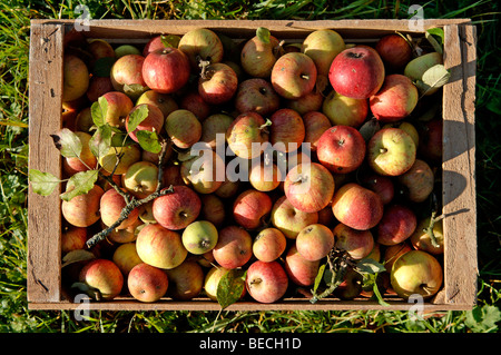 Les pommes biologiques fraîchement cueillis dans une boîte en bois, d'en haut, Eckental, Middle Franconia, Bavaria, Germany, Europe Banque D'Images