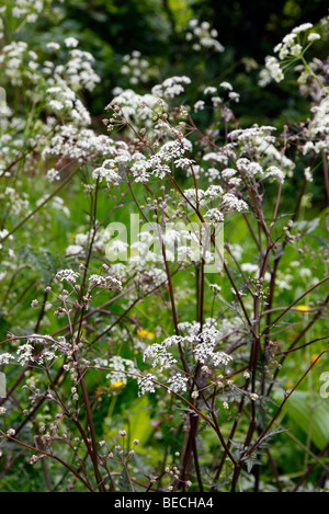 L'obscurité vient d'Anthriscus sylvestris 'Ravenswing' cow parsley Banque D'Images