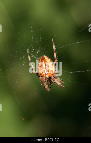 Araignée sur un site web à la lumière du soleil Banque D'Images