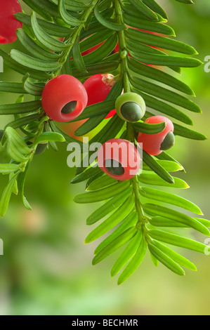 If Taxus baccata feuillages et fruits rouges Banque D'Images