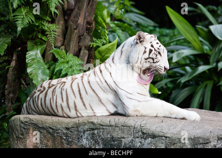 Portrait d'un tigre blanc du Bengale Banque D'Images