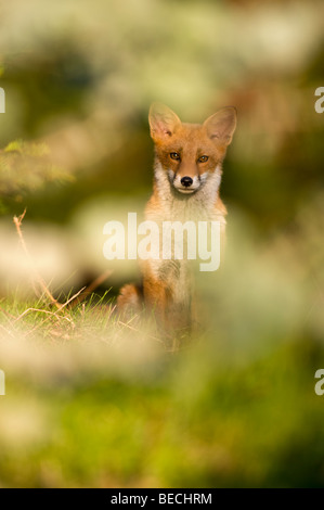 Le renard roux (Vulpes vulpes), Corstorphine, Edinburgh, Royaume-Uni Banque D'Images