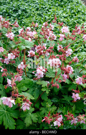 Geranium macrorrhizum 'Ingwersen's Variety' AGM utilisées comme couvre-sol dans l'ombre sous les arbustes Banque D'Images