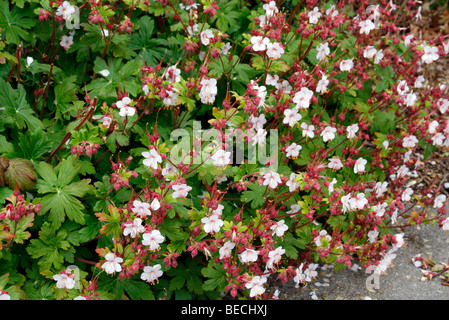 Geranium macrorrhizum 'Album' AGM utilisées comme couvre-sol dans l'ombre sous les arbustes Banque D'Images