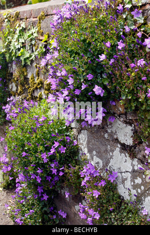 Campanula poscharskyana croissant dans un mur Banque D'Images