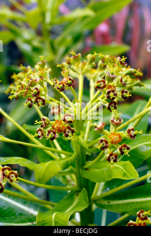 Euphorbia x pasteurii 'John Phillips' Banque D'Images