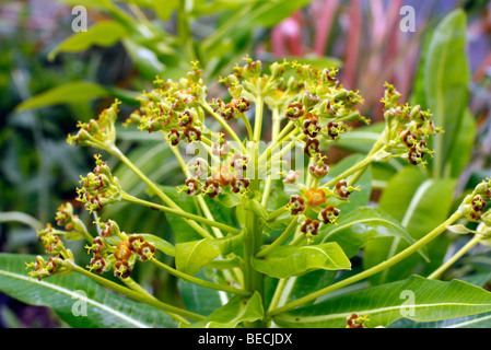 Euphorbia x pasteurii 'John Phillips' Banque D'Images