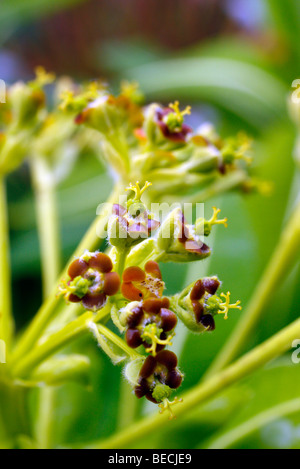 Euphorbia x pasteurii 'John Phillips' Banque D'Images