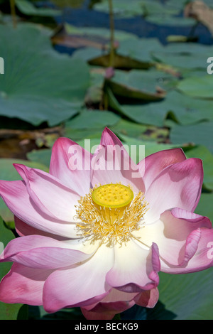 Fleur de Lotus. Dal Lake. Srinagar. Le cachemire. L'Inde Banque D'Images