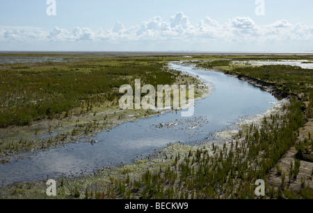 Ruisseau de marée dans un marais salé avec Salicornes (Salicornia sp.), l'Île Mellum, Basse-Saxe mer des Wadden Parc National, UNESCO World Banque D'Images