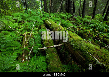 Forêt vierge près de Valdez, Alaska, USA, Amérique du Nord Banque D'Images