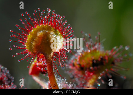 Le rossolis à feuilles rondes rossolis ou conjoint (Drosera rotundifolia), plante carnivore, plantes de tourbière que de 4 à 5 cm de taille, Breitenburger Mo Banque D'Images