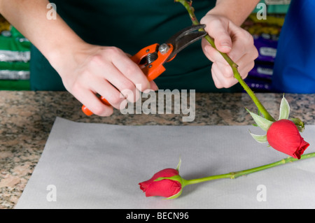 Female florist roses de coupe avec un sécateur Banque D'Images