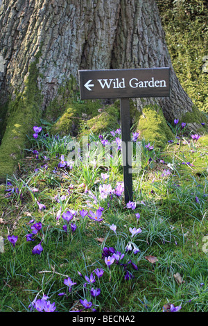 Signe pour jardin sauvage avec des crocus en vertu de l'arbre, Sussex, England, UK. Banque D'Images