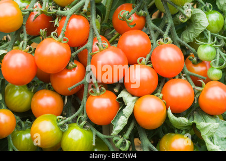 Les tomates Banque D'Images