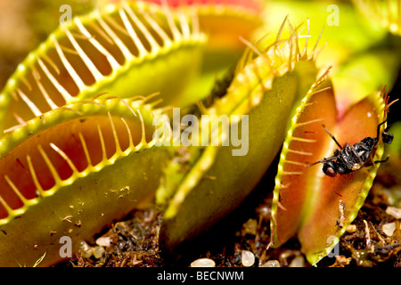 Voler dans la dionée (Dionaea muscipula) Banque D'Images