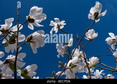 Magnolia x loebneri 'Merrill' Banque D'Images