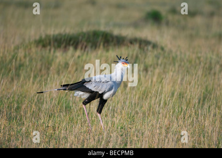 Oiseau (secrétaire) serpentarius Sagittaire, Masai Mara National Reserve, Kenya, Afrique de l'Est Banque D'Images