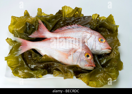 (Pagellus erythrinus Common pandora) sur la ceinture de la mer (Laminaria saccharina) Banque D'Images