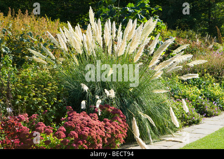 L'herbe de la pampa, Cortaderia selloana. UK. Banque D'Images