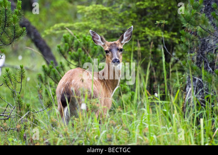 Guadeloupe les cerfs à queue noire (Odocoileus hemionus), femme, île Mitkof, sud-est de l'Alaska, l'Alaska, USA, Amérique du Nord Banque D'Images