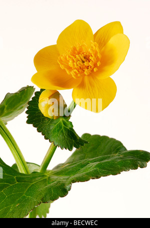 Kingcup ou Populage des marais (Caltha palustris), fleurs Banque D'Images