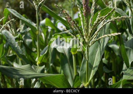 Maïs poussant dans un potager Banque D'Images