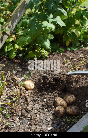 La récolte des pommes de terre dans un potager, au Royaume-Uni. Banque D'Images