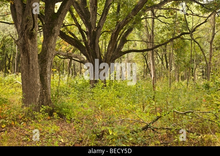 Chênes blancs sur la savane. Glen cascade Forest Preserve. DuPage Comté (Illinois) Banque D'Images