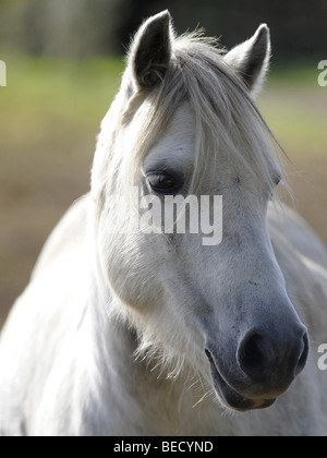 Un poney Welsh sauvages sur les Brecon Beacons. Banque D'Images