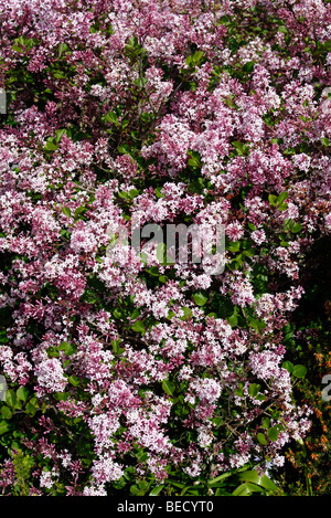 Syringa Meyeri 'Palibin' Lilas de Corée Nain - Banque D'Images