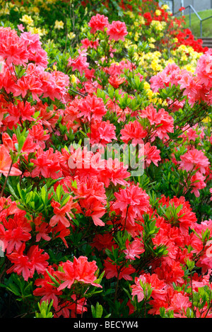 Les plantations de masse azalées (Rhododendron) Banque D'Images