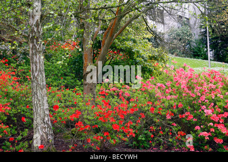 Les plantations de masse azalées (Rhododendron) Banque D'Images