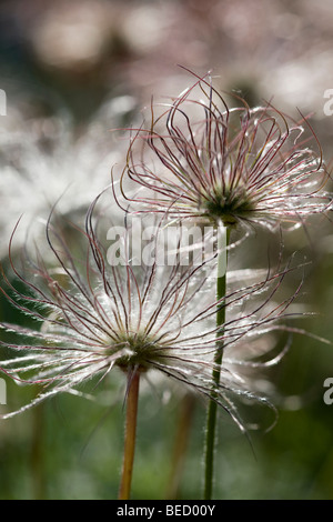 Têtes de graine de Pulsatilla vulgaris Banque D'Images