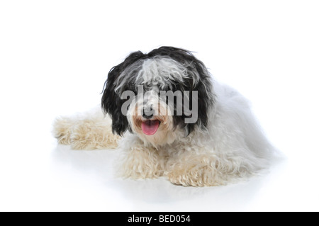 Havanese dog resting isolé sur un fond blanc Banque D'Images