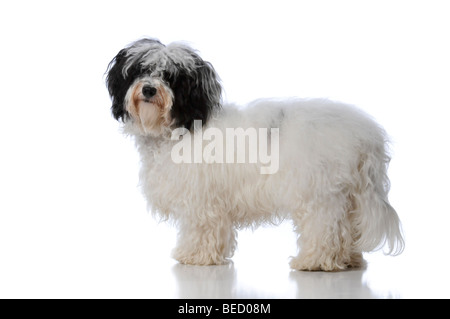 Portrait d'un chien Bichon havanais isolé sur fond blanc Banque D'Images