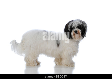 Portrait d'un chien Bichon havanais isolé sur fond blanc Banque D'Images