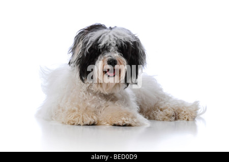 Havanese dog resting isolé sur un fond blanc Banque D'Images