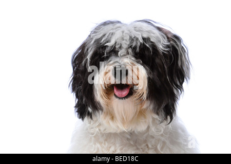 Portrait d'un chien Bichon havanais isolé sur fond blanc Banque D'Images