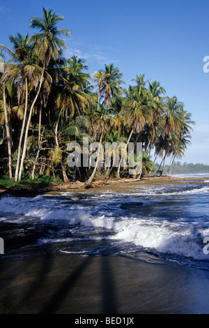 Plage tropicale avec palmiers, parc national, le Parque Nacional Cahuita sur la côte Caraïbe, Caraïbes, Costa Rica, Central UN Banque D'Images