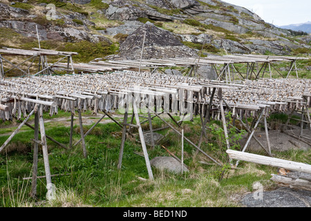 Stockfish morue accroché sur flakes Banque D'Images