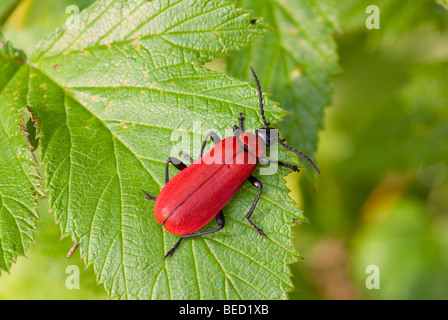 Le Cardinal beetle (Pyrochroa coccinea) Banque D'Images