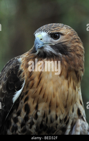 La buse à queue rousse, Buteo jamaicensis, Floride, captive Banque D'Images