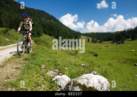 Motard de montagne le long d'un pâturage alpin, Styrie, Autriche Banque D'Images