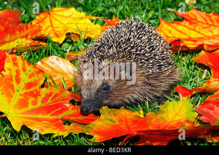 Les jeunes Européens de l'Ouest, hérisson hérisson européen (Erinaceus europaeus), dans le feuillage d'automne, les feuilles d'érable Banque D'Images