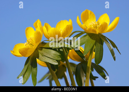 Petit Hiver Eranthis hyemalis (Aconit), Hiver, aconites blossoms Banque D'Images