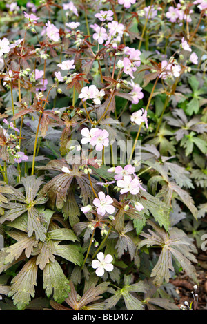 Geranium maculatum 'Espresso' Banque D'Images